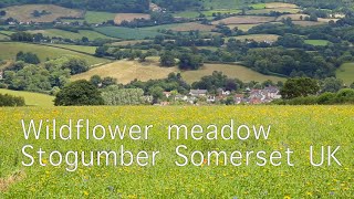 Wildflower meadow Stogumber Somerset UK [upl. by Georgetta]