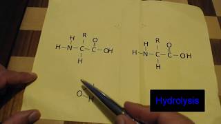 Biochem Foldable Study Tool Dehydration Synthesis and Hydrolysis Explained [upl. by Ientirb]