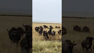 Wildebeest Migration in Maasai Mara Kenya [upl. by Fanchet400]