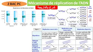 Mécanisme de réplication de lADN 2 BAC PC BIOF شرح بالداريجة [upl. by Rumery889]