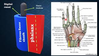 MED LEVEL1 Mus1 palmar aponeurosis amp bursae of hand 25 5 2021 [upl. by Olegnaid]