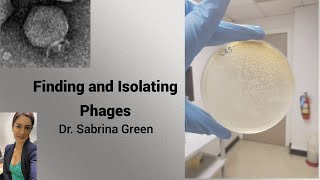 Finding and Isolating Phages [upl. by Eytak]