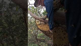 From how high up on the tree did the village boy collect honey honeyhunting nature youtubeshorts [upl. by Madelena579]