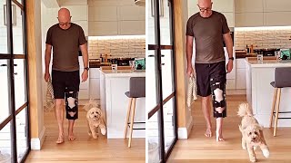 Limping dog copies his injured owner out of sympathy shorts [upl. by Eixor612]