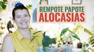 👩‍🌾 Rempote  Papote 🪴  Bébés Alocasias en Pon ❤️ [upl. by Bristow]