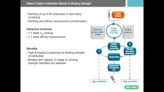 Optimize Your Assays with Recombinant Antibodies Selected for Desired Affinity [upl. by Hoehne]