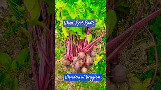 Wonderful Red Roots beetroot backyardharvest rootvegetables roots gardening veggiegarden veg [upl. by Malka478]