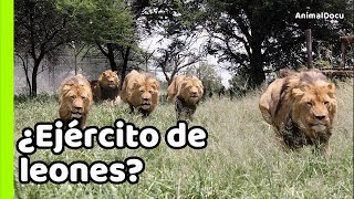 LEONES SKYBED LA COALICIÓN DE 9 ENORMES REYES [upl. by Aitnis]