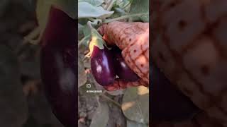 Healthy brinjals my garden [upl. by Skillern]