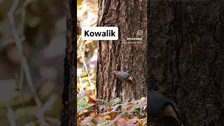 Kowalik nature las nuthatch birds kowalik birdwatching forest [upl. by Odiug128]