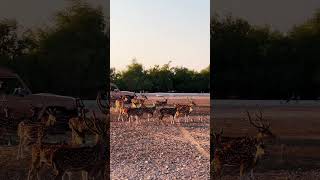 Safari at Anantara resort sir bani yas island abu dhabi [upl. by Arek]