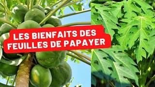 La Feuille de Papaye le Remède Miracle [upl. by Areta]