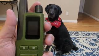 Jugbow Dog Shock Collar  3300FT Dog Training Collar [upl. by Nilatak789]