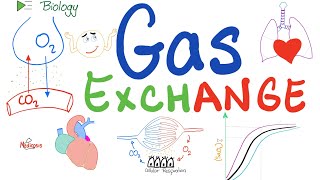 Gas Exchange and The OxygenDissociation Curve 🫁  Respiratory System [upl. by Nikos]