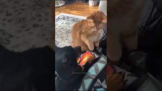 Cat vs dog so happy and funny 🤣🤣 shortsvideo funnypets shortsvideo funnyanimal animals [upl. by Paluas]