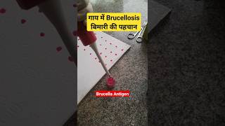 RBPT test  Diagnosis of Brucellosis in Cattle shorts youtubeshorts viralvideo trending cow [upl. by Esahc858]