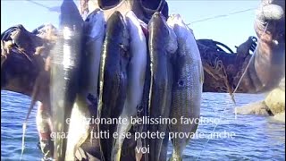 pesca sub un fucile realizzato con un manico di scopa e le catture del MAGNIFICUS arpon de pesca [upl. by Oab]