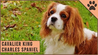 Cavalier King Charles Spaniel  Dog Breed Information [upl. by Anjali672]