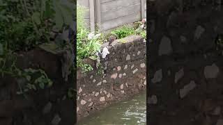 Cormorant bird fish water bird birdsbirdwatchingwildlifenaturefivlogsyoutubediy [upl. by Wirth]