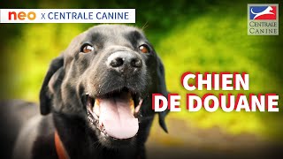 CHIEN DE DOUANE  Neo x Centrale Canine [upl. by Acinorahs]