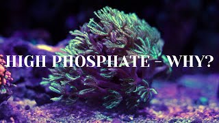 High Phosphates  Explained Why [upl. by Amsa]