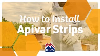 How to Install Apivar Strips  Varroa Mite Control [upl. by Elnar]