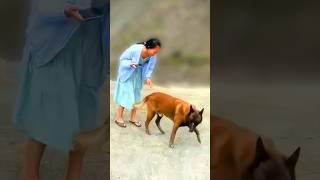 This dog saved its owner from a falling branch 🤨 Real or fake [upl. by Assyl]