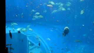 Okinawa Churaumi Aquarium Part11 New Version [upl. by Teriann]