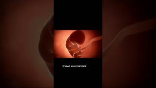 The Journey of the Zygote Embryogenesis [upl. by Enelez]