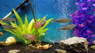 55g planted community tank Giant Danio dwarf gourami cory cat community tank [upl. by Felicle]