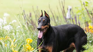 Training Your Doberman Pinscher Puppy A Comprehensive Guide [upl. by Darnall]