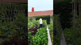 Natural life and beautiful life P124 villagelife countryside garden rurallife nature shorts [upl. by Eicart]