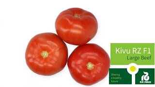 Kivu RZ F1 tomato variety [upl. by Aiselad]