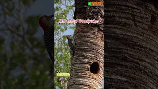 Cute Woodpecker Calls and Pecks🐤Redbellied Woodpecker [upl. by Ayikan]