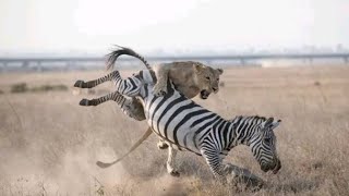 Pride of lions hunting and killing zebra 4KUHD💀 [upl. by Atteugram]