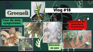 Vlog plantes18  tous mes syngoniums alocasia en pon bouturage monstera acuminata août 2023 [upl. by Ennaegroeg]