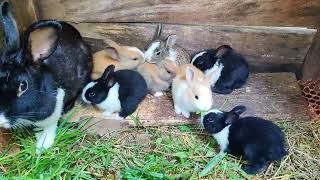 Tudo Rabbit Farming  Cute Baby rabbits Video animals rabbit bunny [upl. by Merwin]