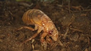 Cicada bugs are coming from underground scientists say [upl. by Choo747]