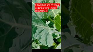 Freeze collard greenssukuma wiki without blunching quick and easy shorts gardeningshort [upl. by Eeldivad]