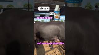 VITTOH Milk for Veterinary Liquid Supplement Mixture of multivitamins Pet Health Supplements [upl. by Luz]