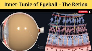 Inner Tunic of Eyeball  The Retina Parts Optic Disc Macula Lutea Layers of retina Blood supply [upl. by Eedyak294]