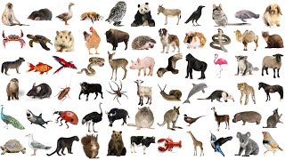 Animal Names and Sounds for Kids in English  Learn Animal Names [upl. by Enilrac]