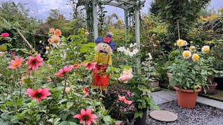 18th August English Rose Garden Tour  David Austin Roses  Dahlias  Sweet Peas  Roses  And more [upl. by Lenore]