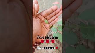 rose blossom 🌹🌹🌹gardening tipsorganic gardening kitchen Gardening plants lover [upl. by Ibmab]