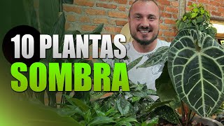 10 Plantas de SOMBRA para ambientes internos  Decore sua casa ou apê [upl. by Olly]