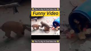 failarmy animals 😂failarmy 2024 animals 😂 shorts shortvideo dog animals youtube [upl. by Arty]