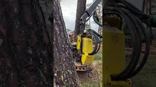 Procesadora 1270g harvesting madera harvester woodworking machinery forester tree forestry [upl. by Aciria]