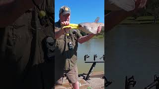 Catfish SLAMS Rod While Releasing Another shorts [upl. by Notlef]