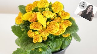 CALCEOLARIA  ZAPATITO DE VENUS  FLOR ZUECO [upl. by Birkner]