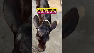 Disbudding a calf in 60 seconds dehorning calves shortvideo viral shorts [upl. by Milo839]